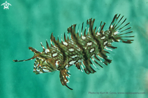 A Novaculichthys taeniourus | Juv. Wrasse