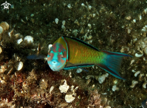 A Thalassoma pavo | Donzella pavonina