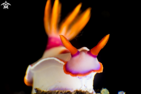 A hypselodoris 