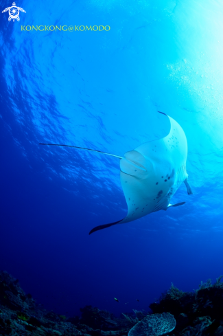 A Manta Ray