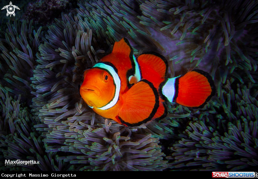 A clown fish PNG 