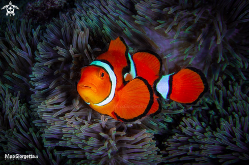 A clown fish PNG 