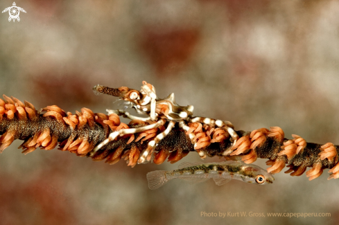 A Micky Mouse Shrimp