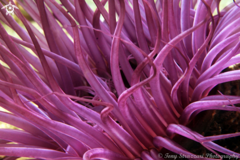 A Pachycerianthus longistriatis | Tube anemone