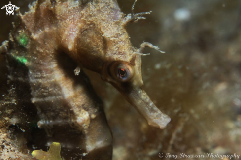 A White's seahorse