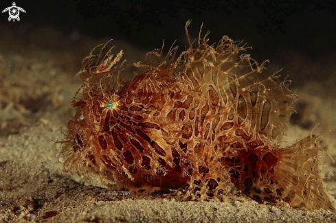 A Antennarius striatum | Hairy frogfish