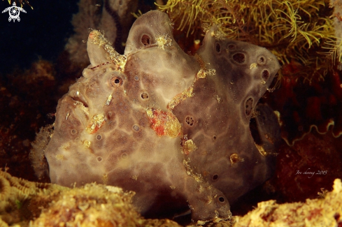 A Antennarius pictus | Painted frogfish