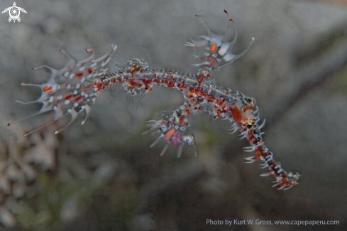 A Solenostomus paradoxus | Harlekin ghost pipe fish