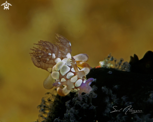 A  Trapania scurra