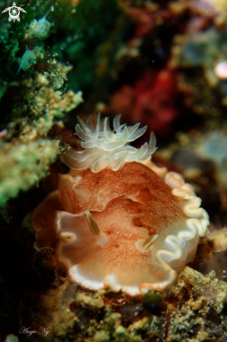 A Nudibranchs 