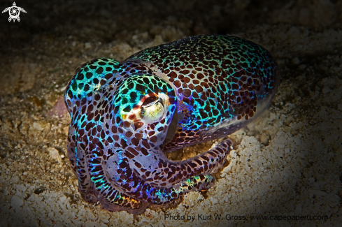 A Bobtail Squid