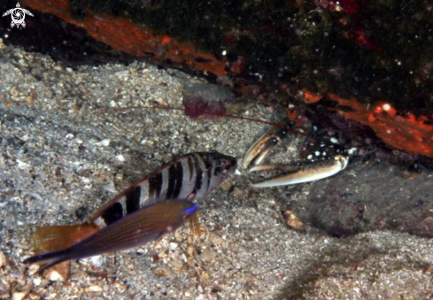 A Homarus gammarus-Serranus scriba.-Chromis chromis | Astice-Sciarrano scrittura--Castagnola