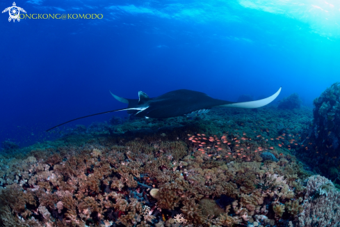 A Manta Ray