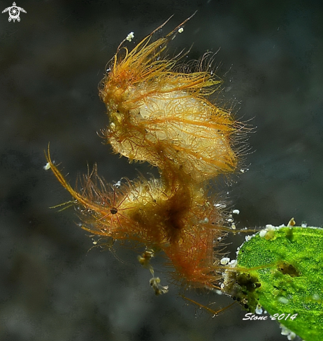 A Hairy shrimp