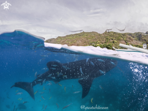 A Rhincodon typus | Whale shark