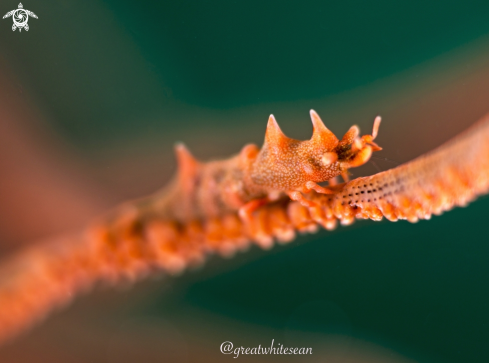 A Miropandalus hardingi | Dragon shrimp