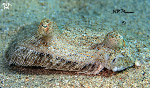 A Platophrys