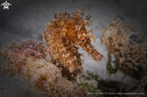 A Hippocampus moluccensis | Seahors Moluccas