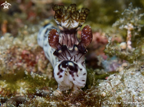 A Jorunna rubescens | Nudibranch