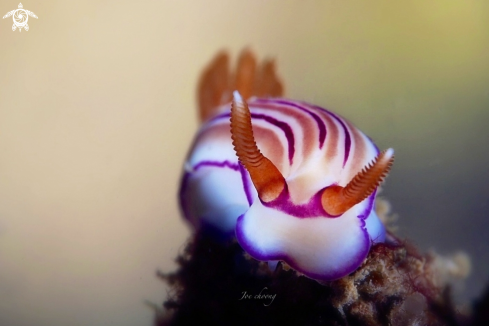 A Nudibranch 