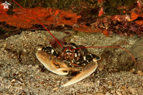 A Homarus gammarus | Astice