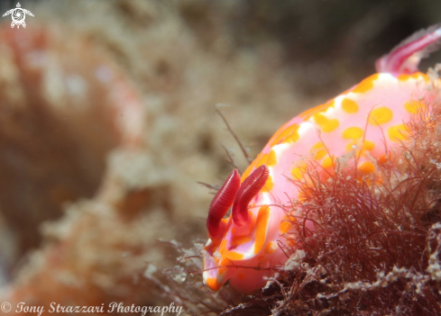 A Ceratosoma amoenum | Sweet Ceratsoma