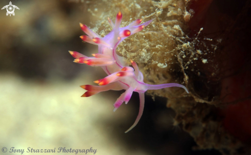 A Flabellina rubrolineata