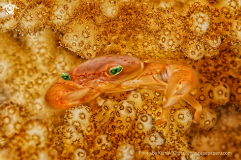 A Porzelan Crab