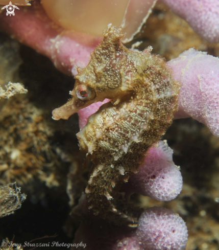 A Hippocampus whitei | White's seahorse