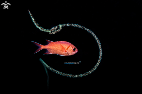 A red fish with wire coral