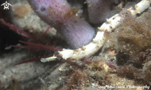 A Girdled Pipefish