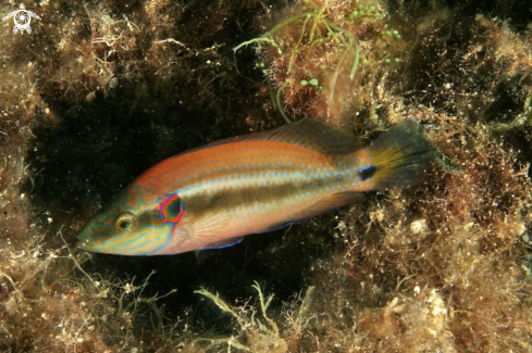 A Symphodus ocellatus | Tordo rosso