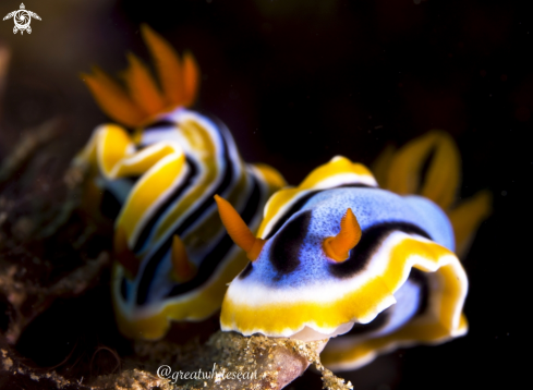 A Chromodoris magnifica | Nudibranch