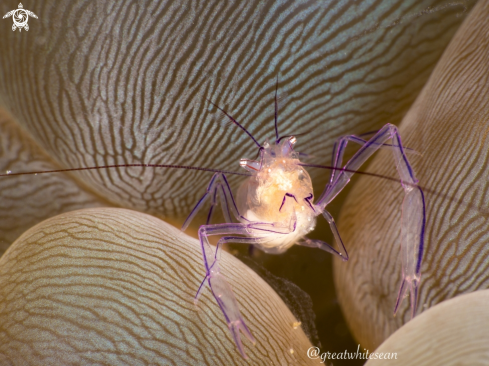 A Commensal Shrimp