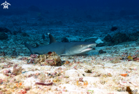 A White tip reef shark