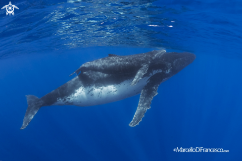 A Megaptera novaeangliae | Humpback whale