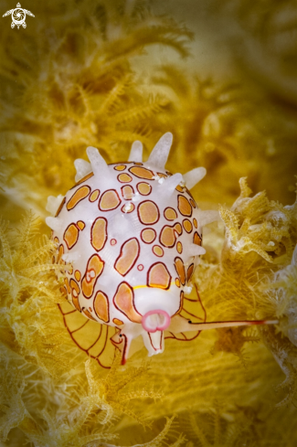 A Primovula bellcia | Couwri
