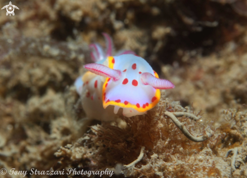 A Bennett's Hypselodoris