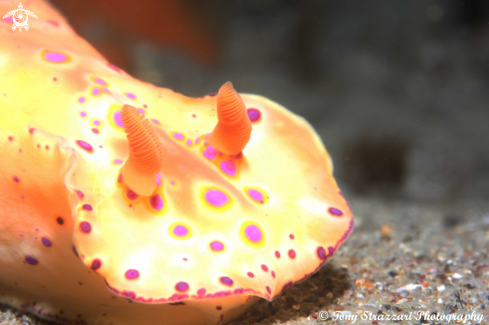 A Ceratosoma brevicaudatum | Short-Tailed Ceratosoma