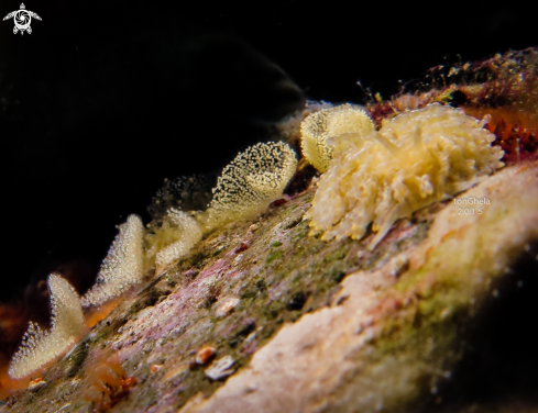 A Nudibranch 