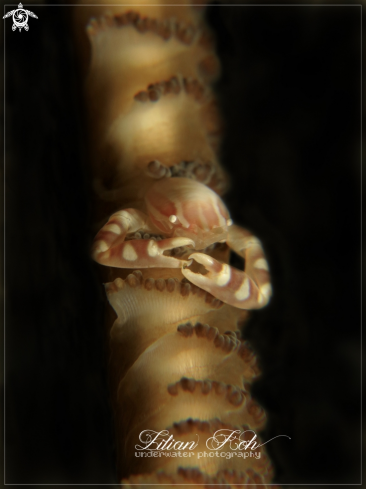 A Porcelain crab on Sea Pen