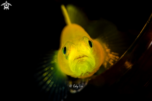 A Yellow Goby