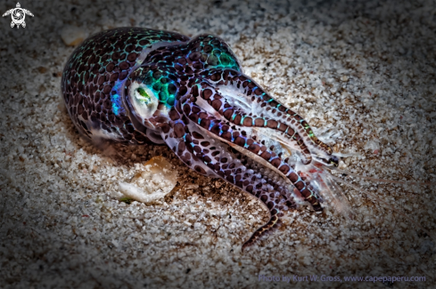 A Bobtail Squid eats shrimp