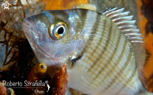 A Diplodus fasciatus | Sarago