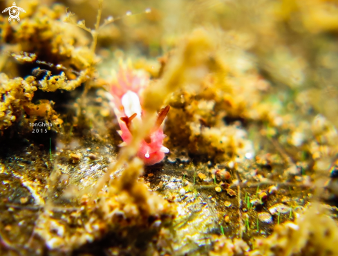 A Nudibranch 