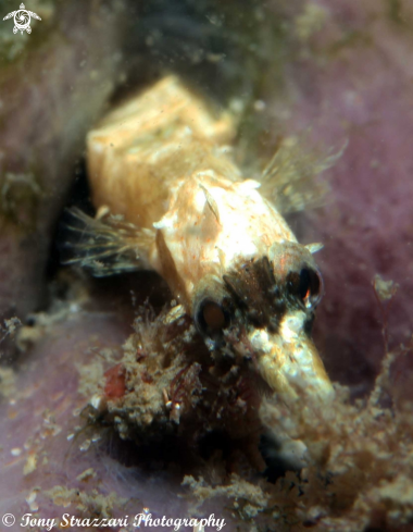 A Girdled Pipefish