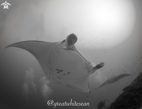 A Manta Ray