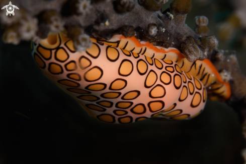 A Flamingo tongue