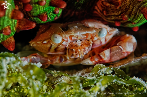 A Porzellan Crab