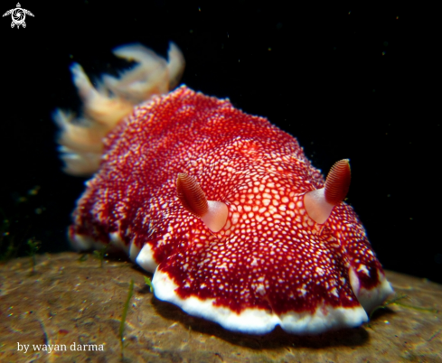 A Goniobranchus reticulatus 